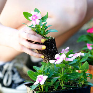 Behind the Scenes (photo of woman planting flowers)